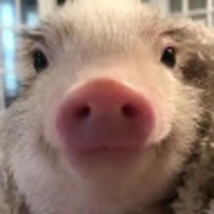 Meet your Posher, Gigi